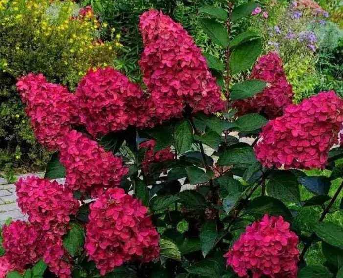 Гортензия метельчатая Уимс Ред